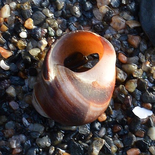 Periwinkle