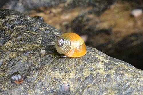 Periwinkle