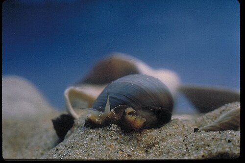 Periwinkle