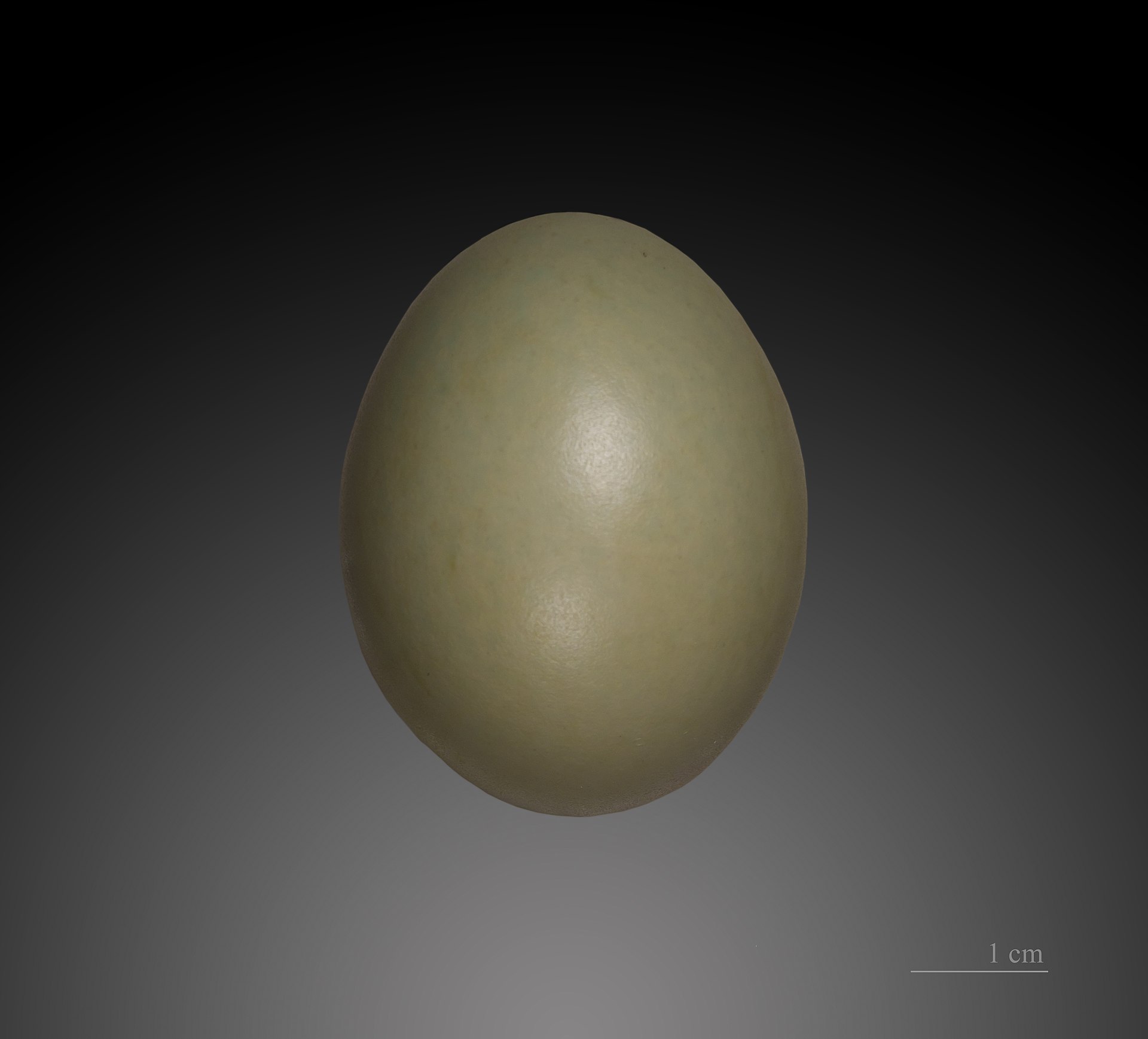 Pheasant