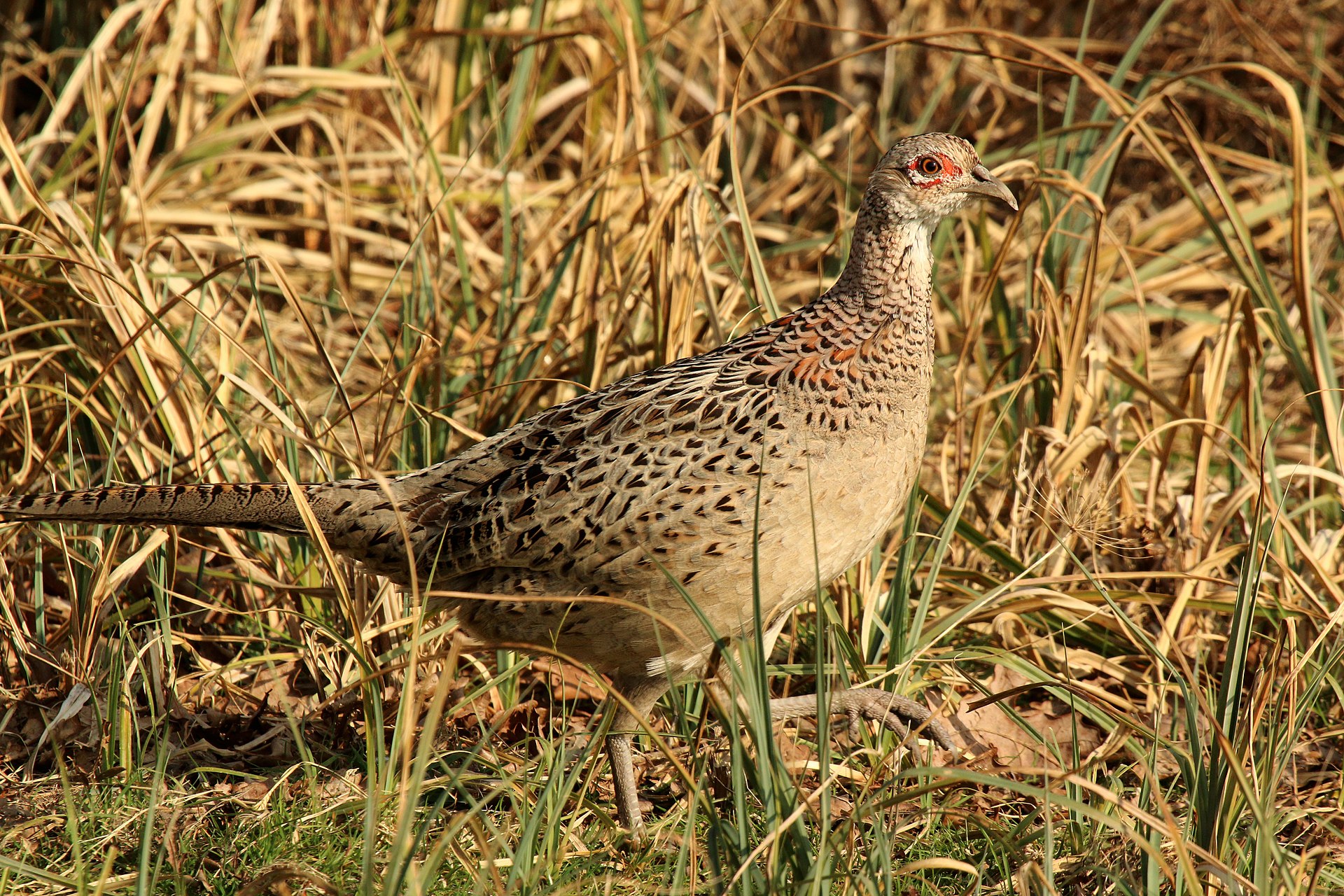 Pheasant