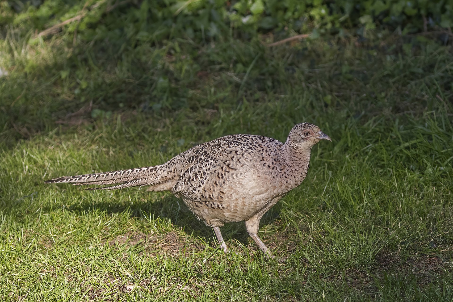 Pheasant