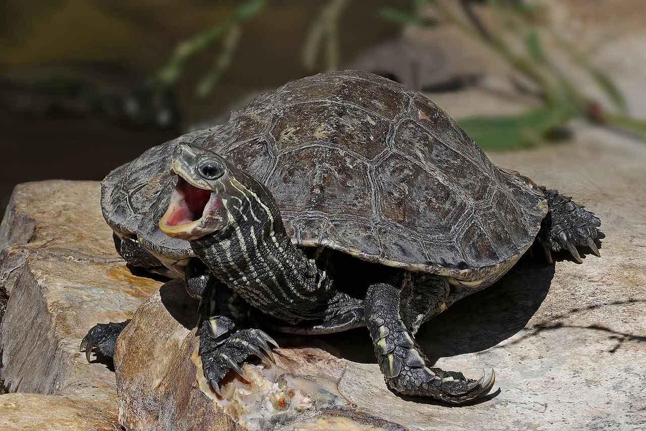 Pond turtle