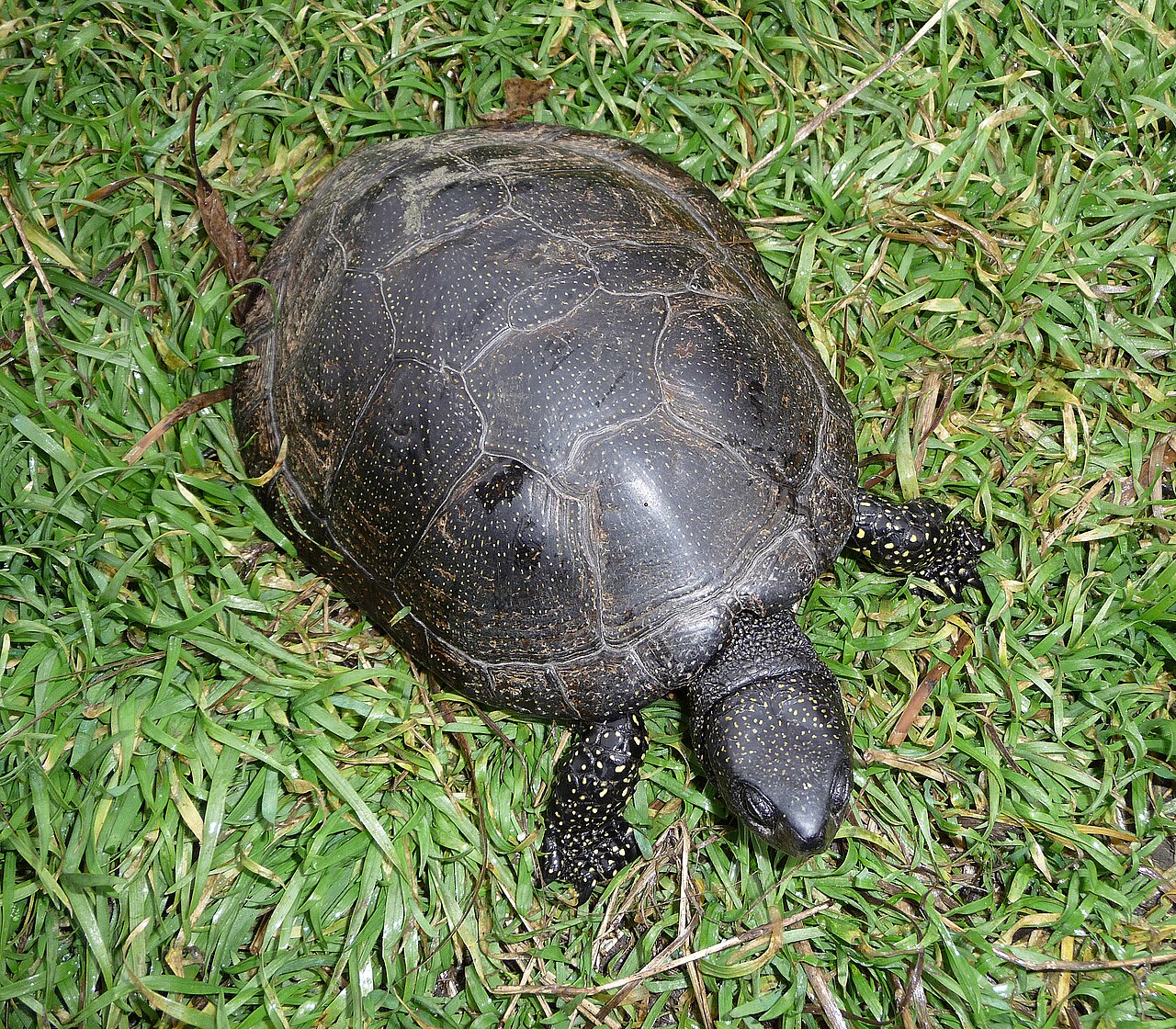 Pond turtle