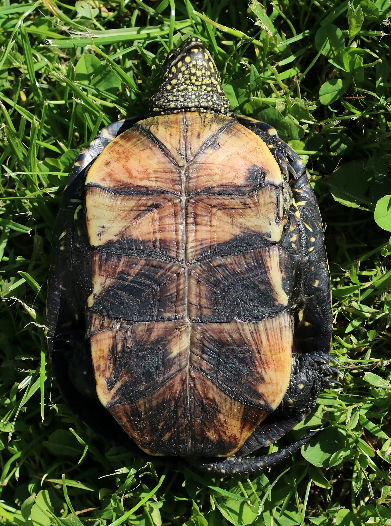 Pond turtle