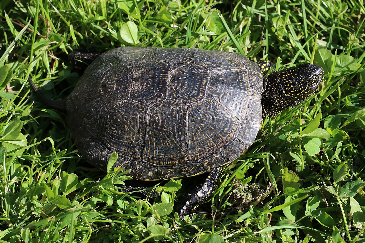 Pond turtle
