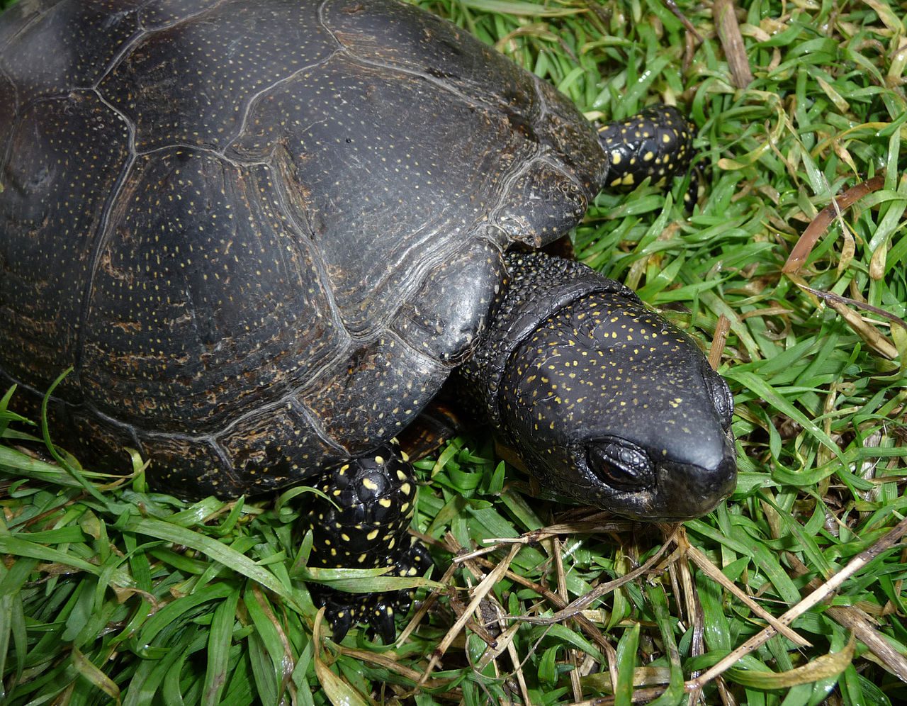 Pond turtle