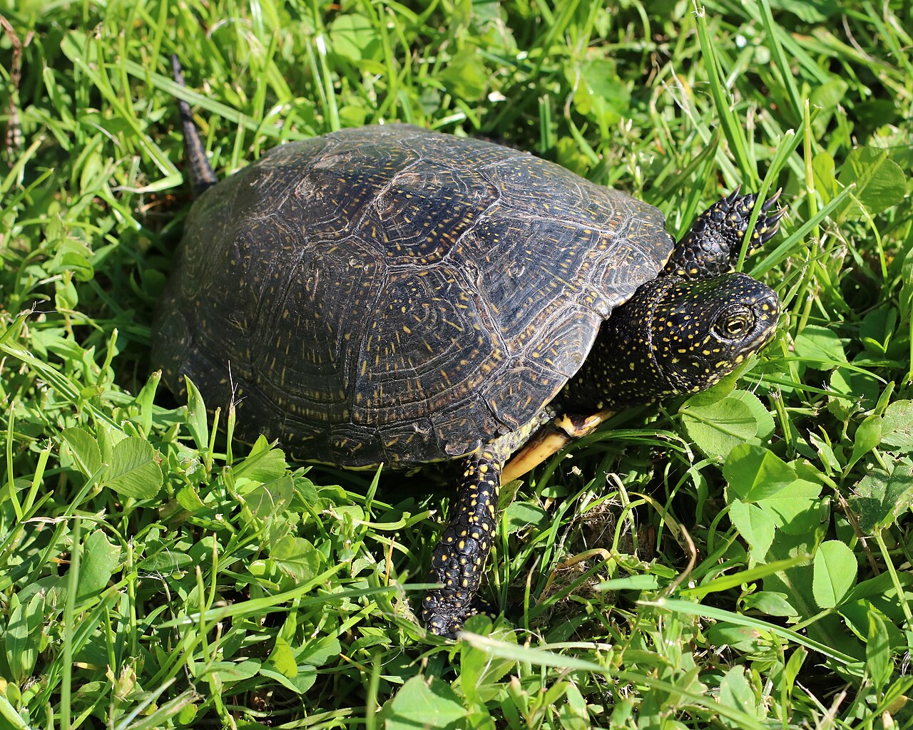 Pond turtle