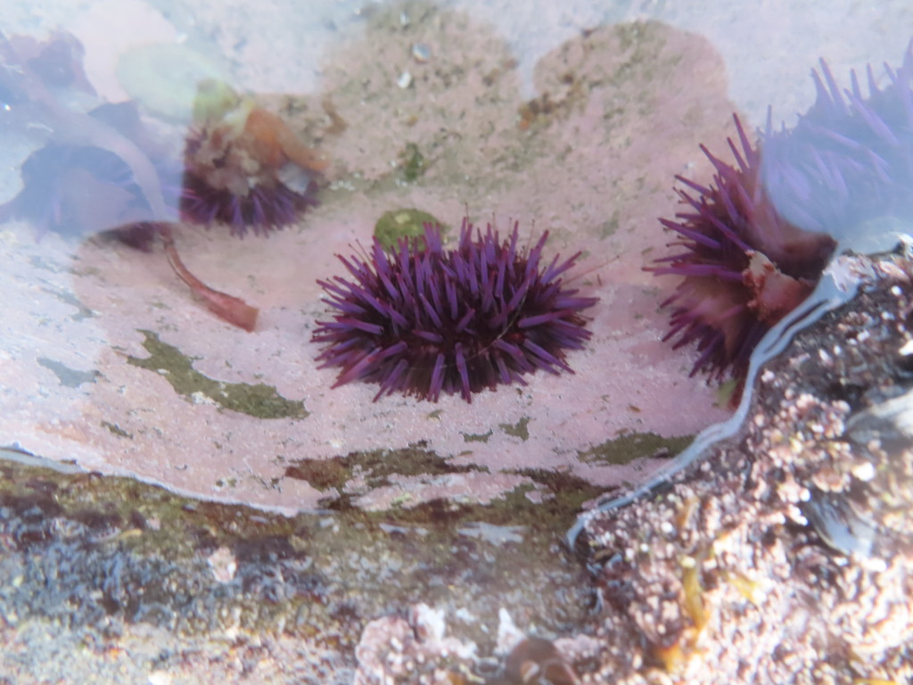 Purple sea urchin
