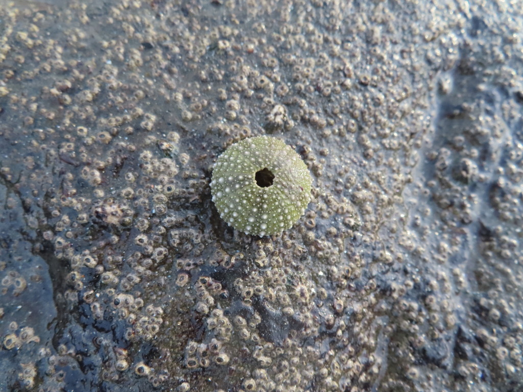 Purple sea urchin