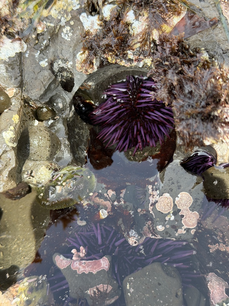 Purple sea urchin