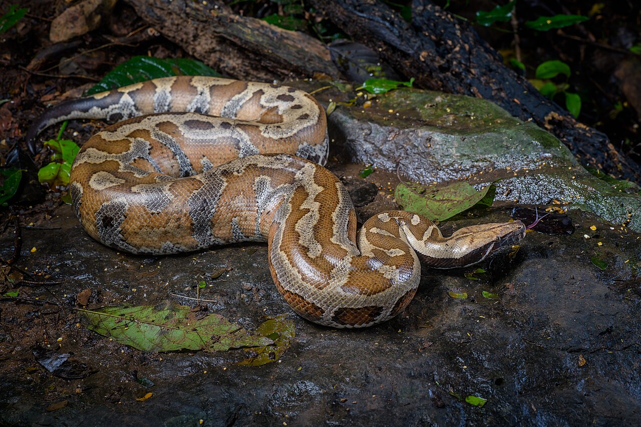 Python