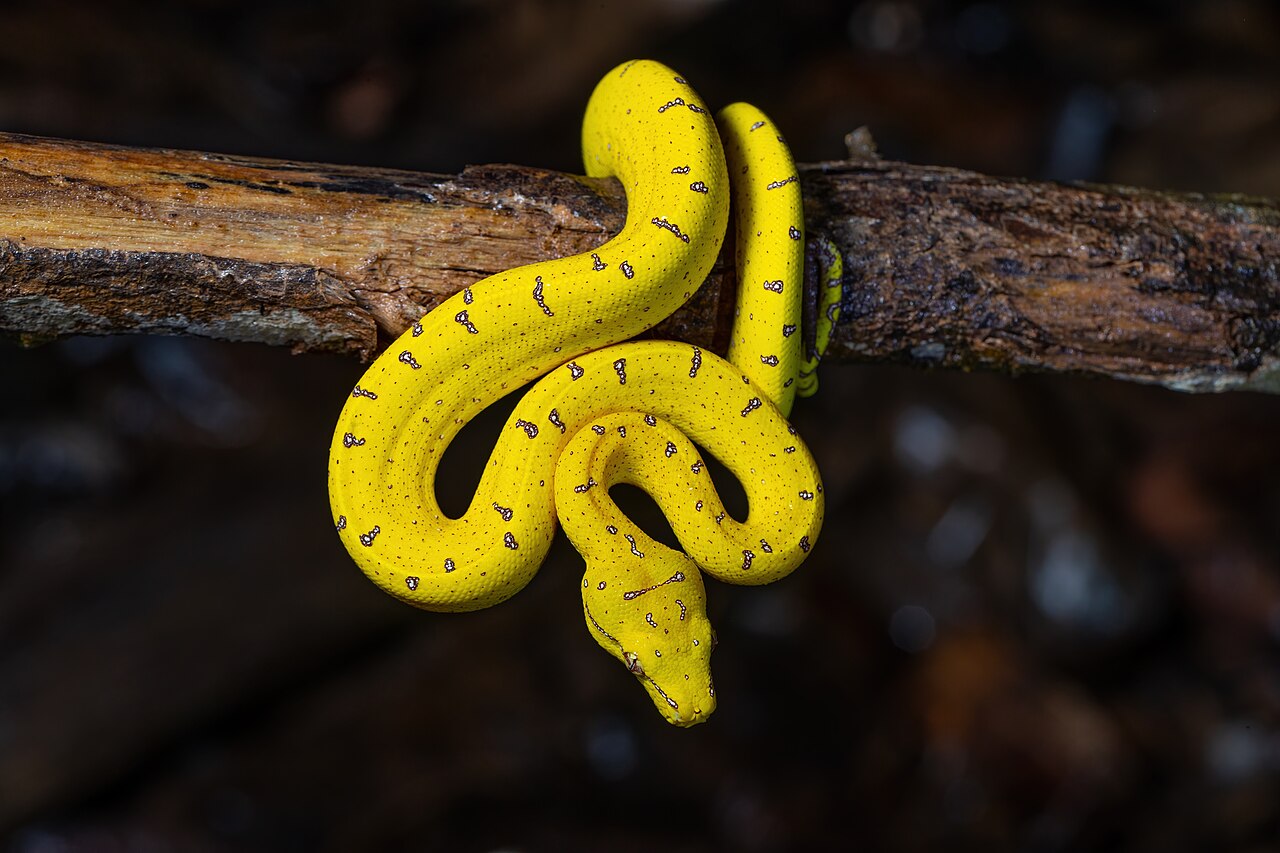 Python