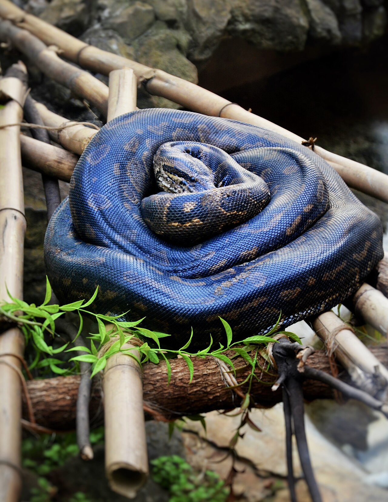 Python