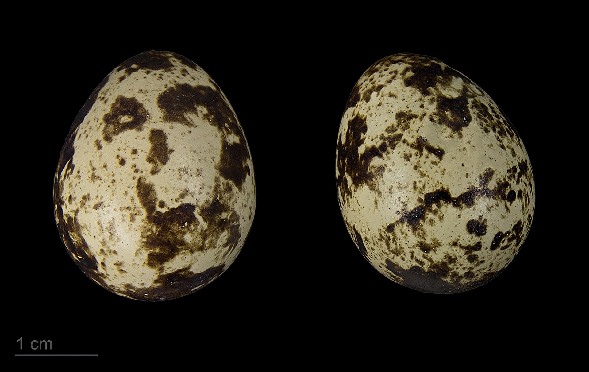 Quail