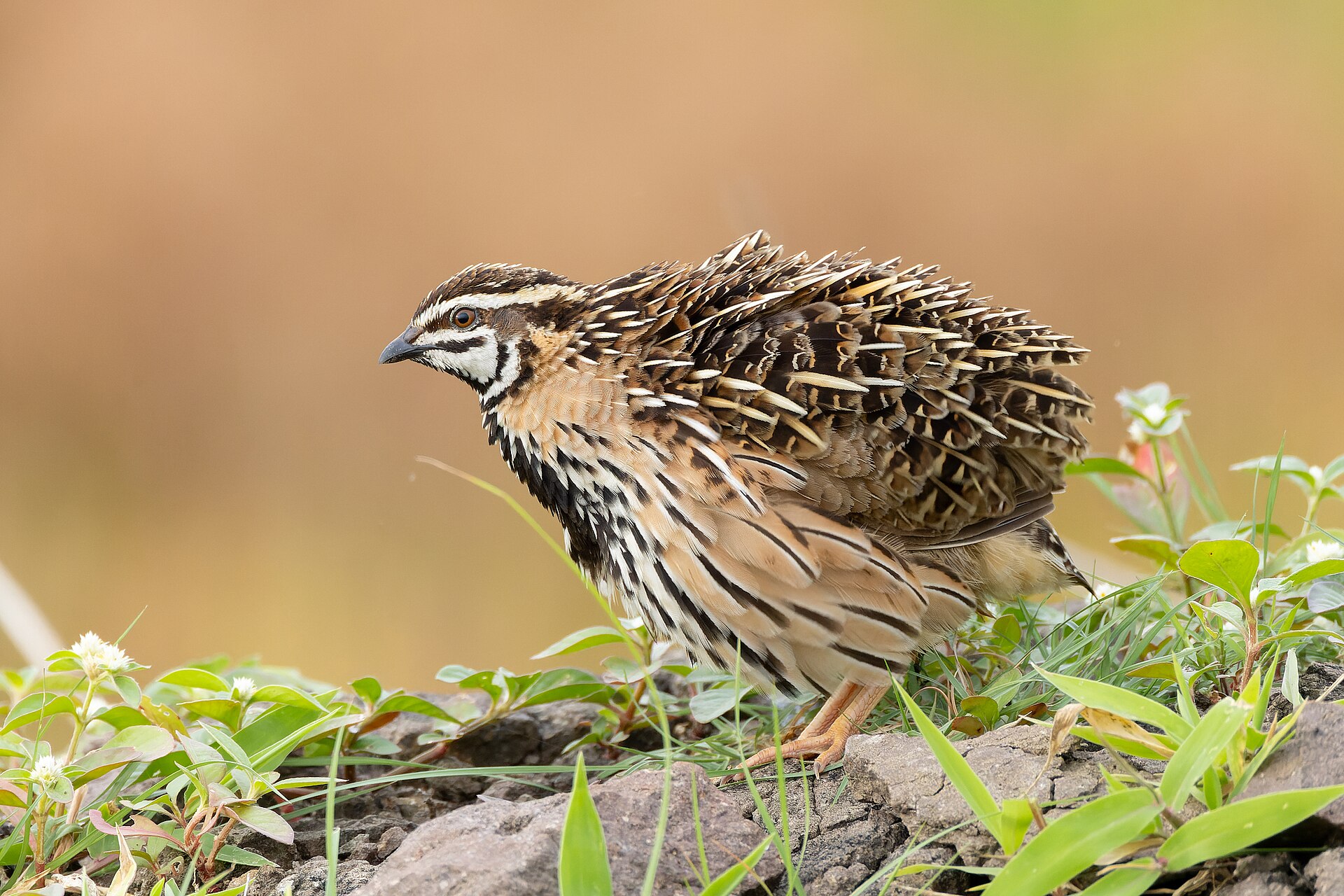 Quail