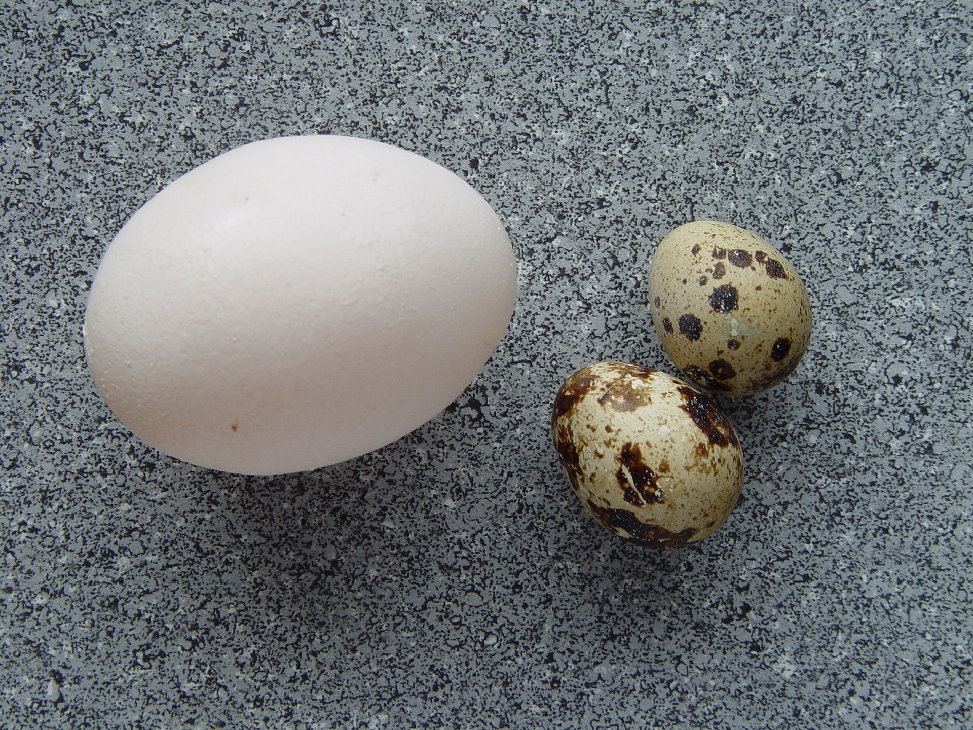Quail