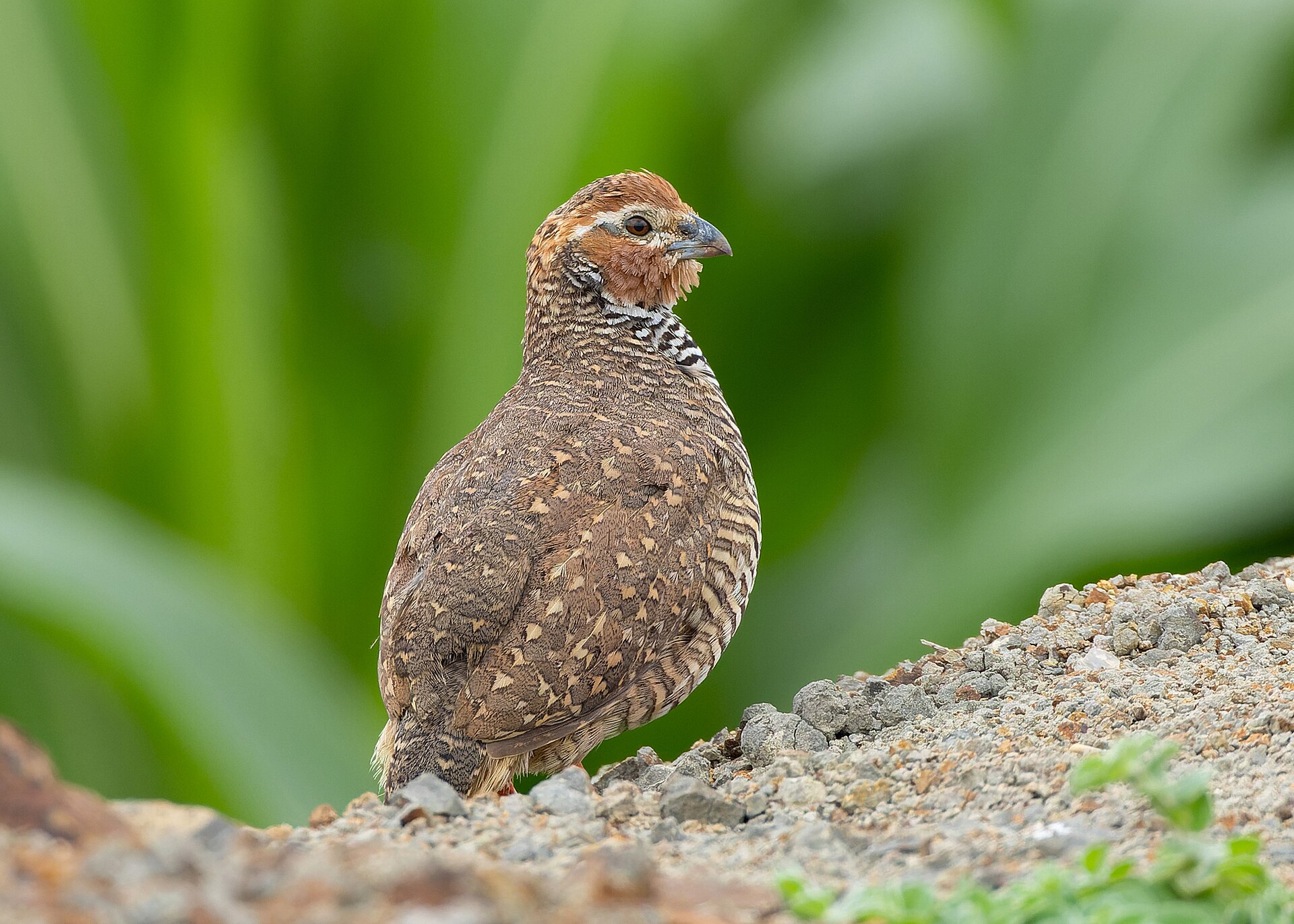 Quail