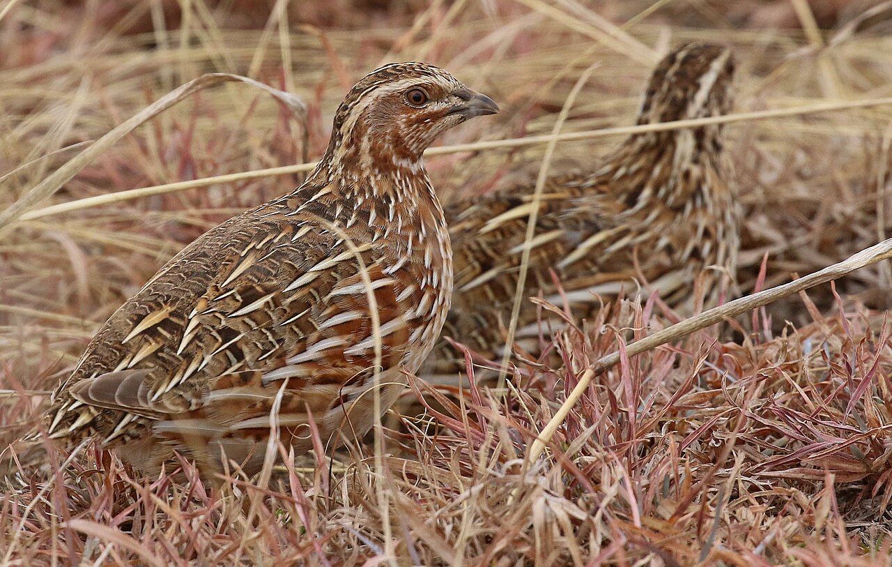 Quail