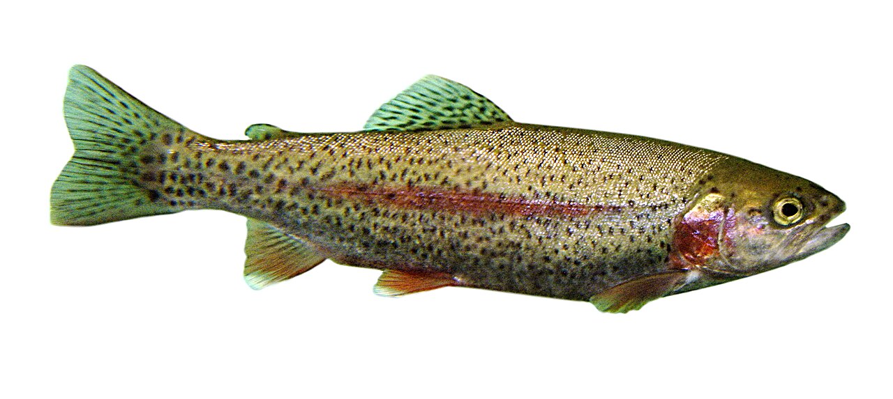 Rainbow trout