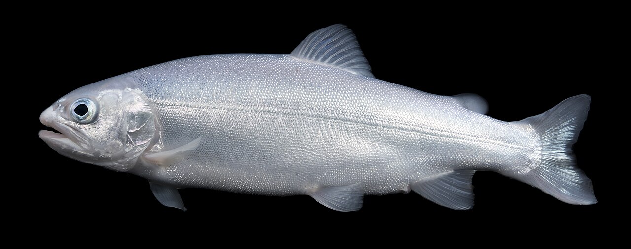 Rainbow trout