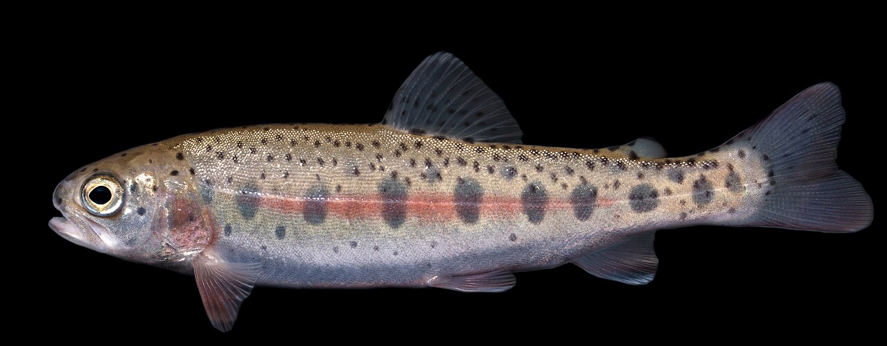 Rainbow trout