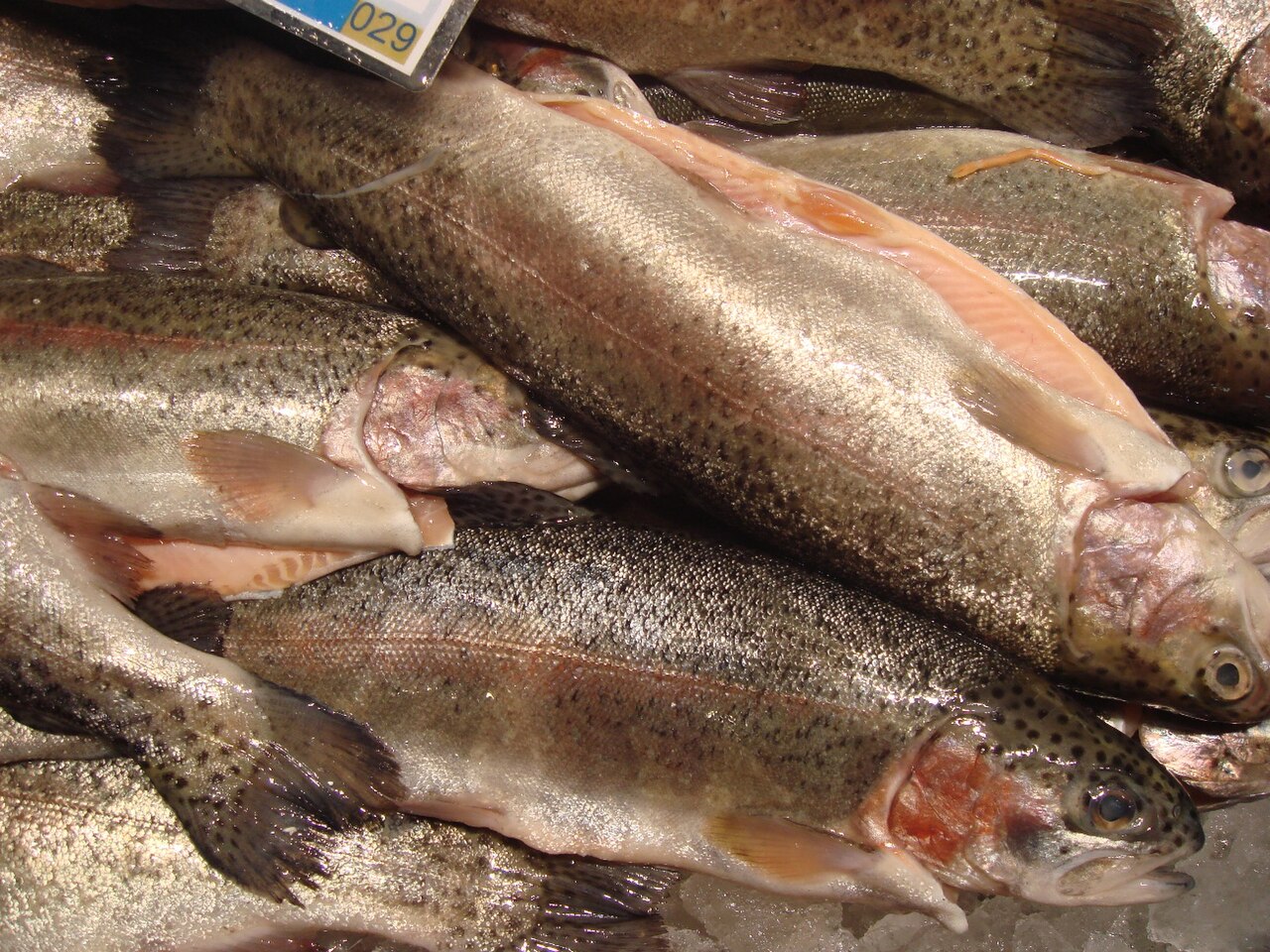 Rainbow trout