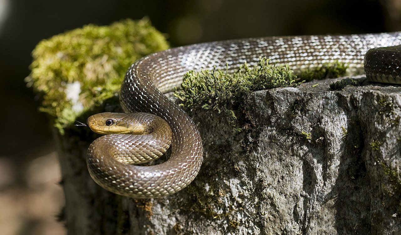 Rat snake