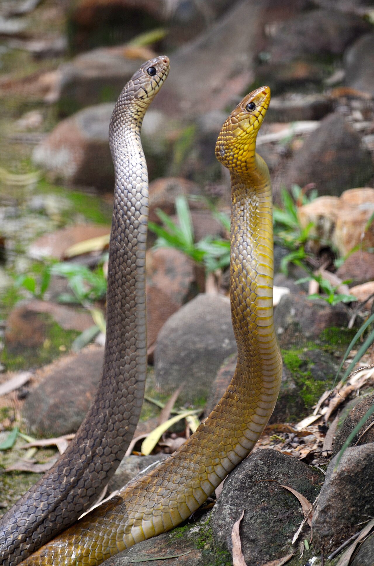 Rat snake
