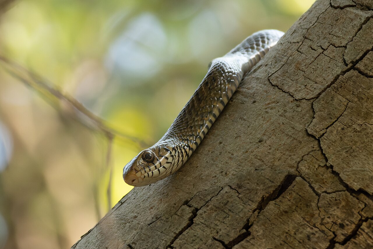 Rat snake