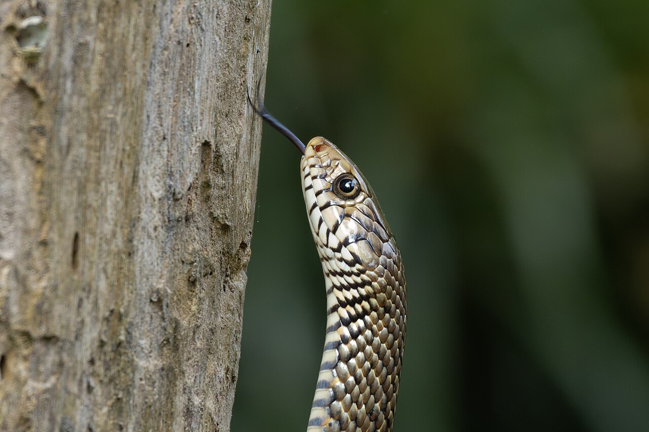 Rat snake