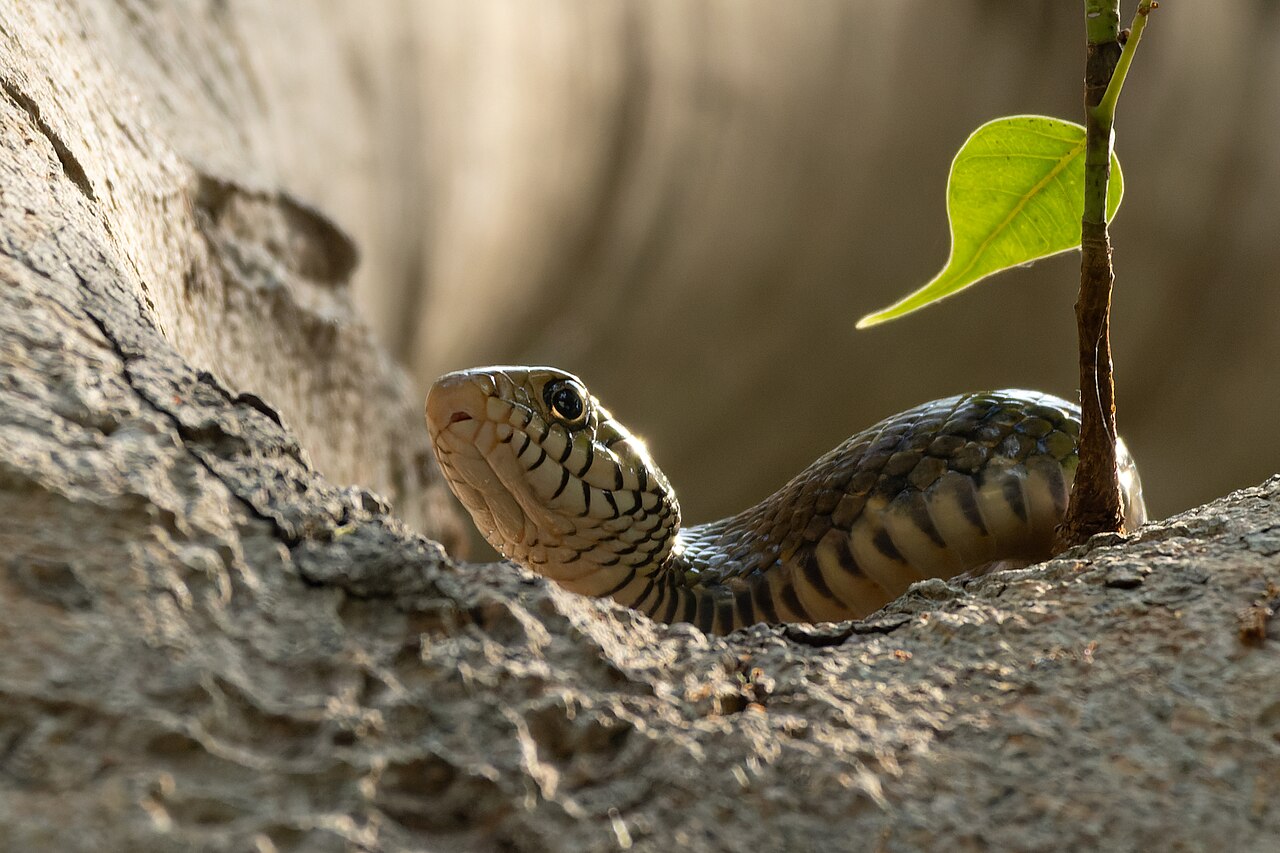 Rat snake