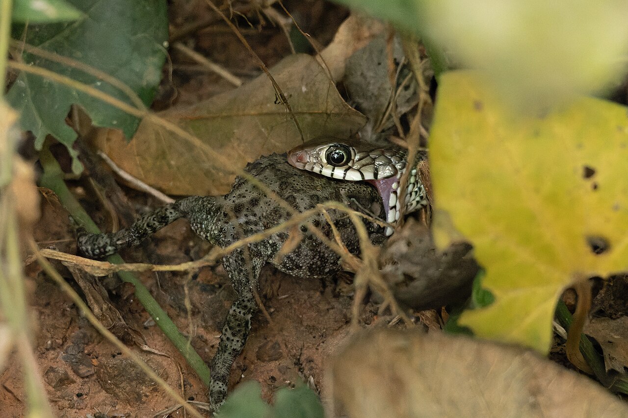 Rat snake