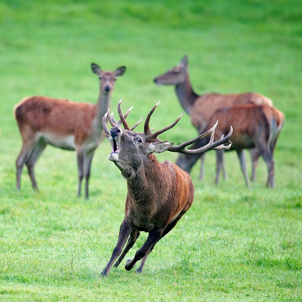 Red deer