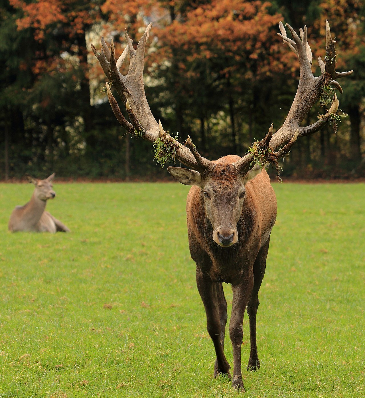Red deer