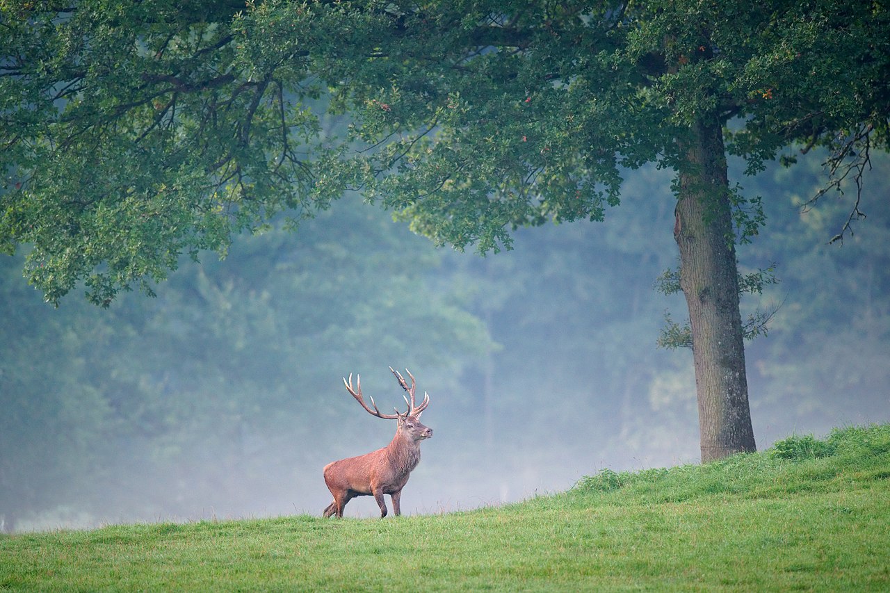 Red deer