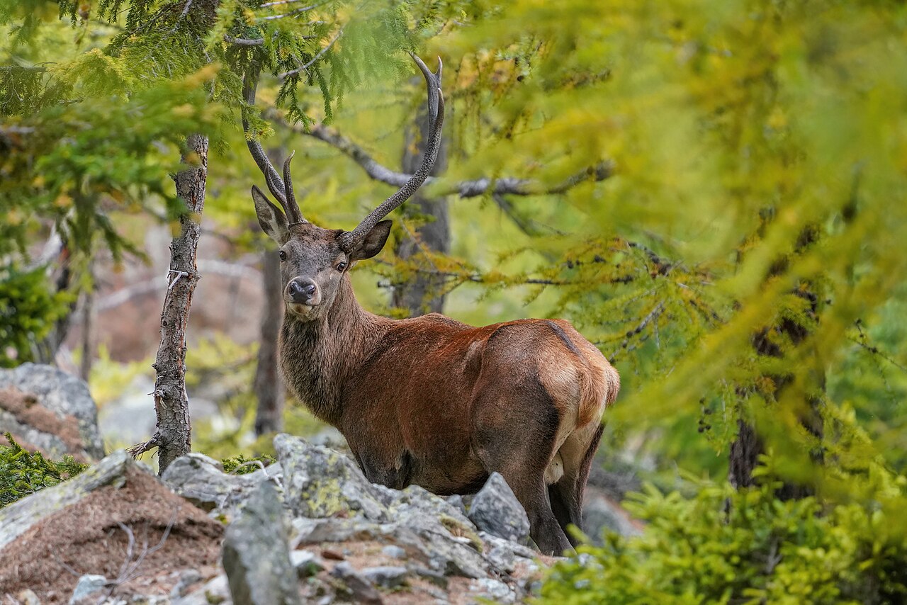 Red deer