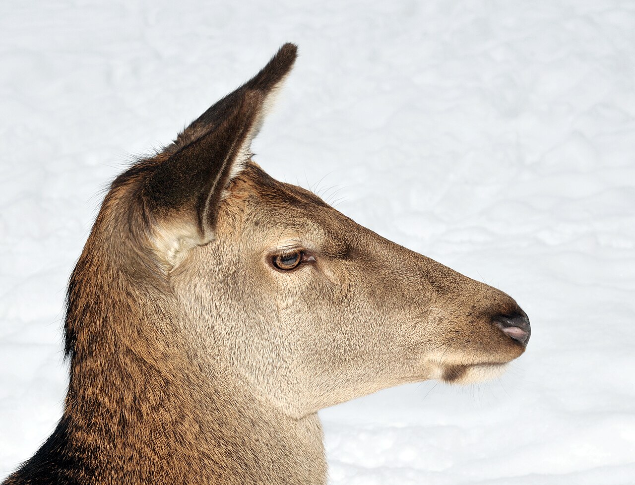 Red deer