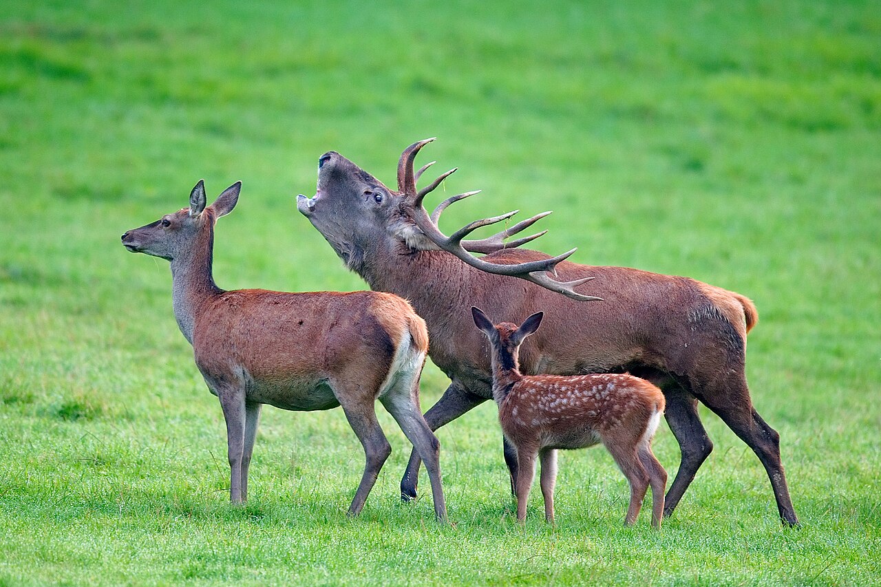 Red deer