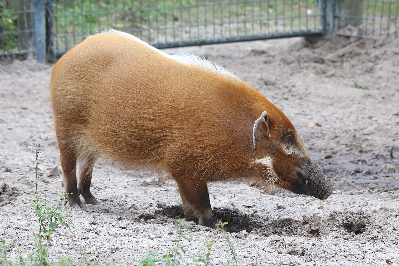 Red river hog