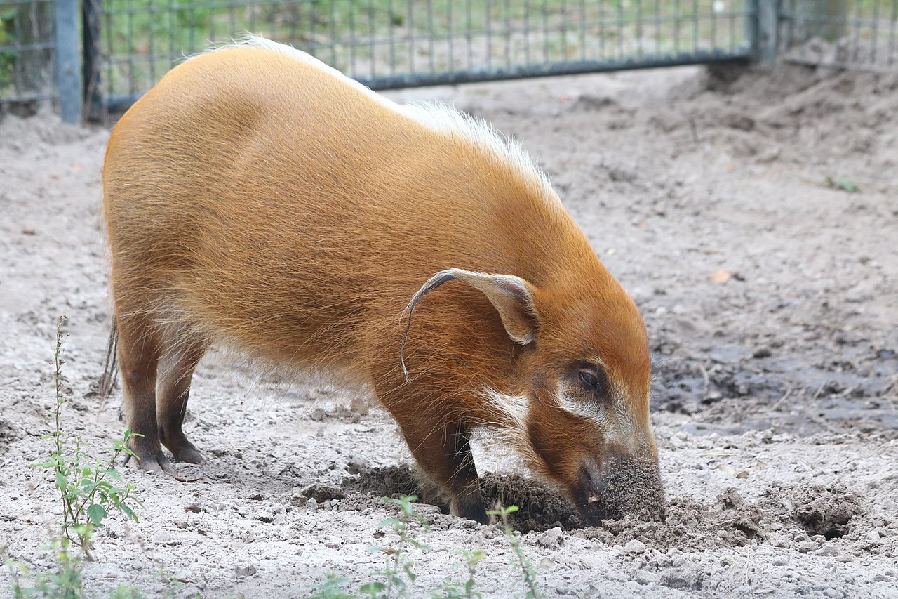 Red river hog