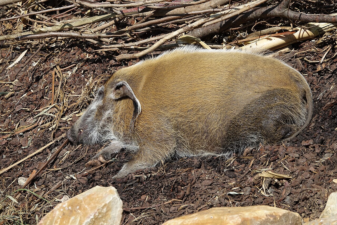 Red river hog