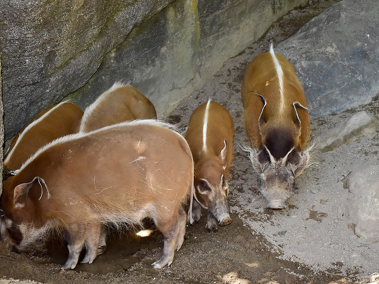 Red river hog