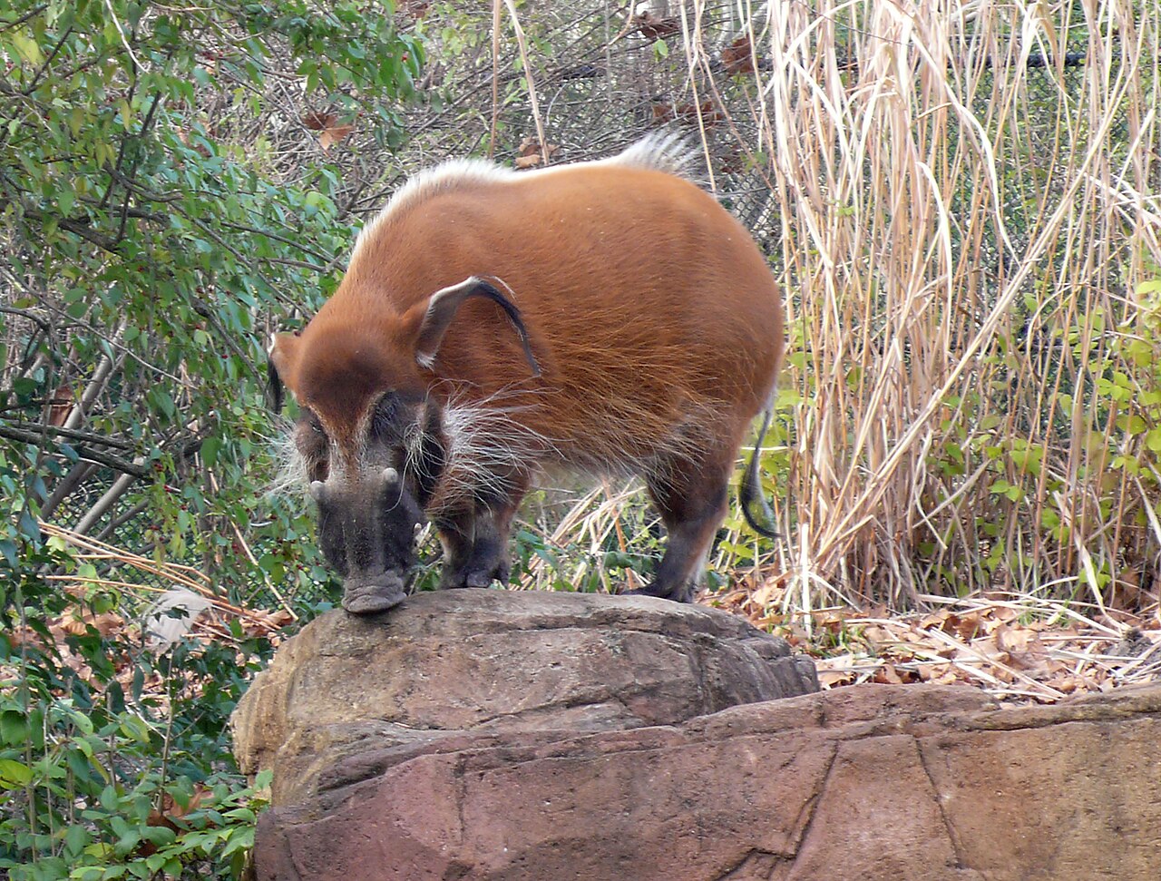 Red river hog