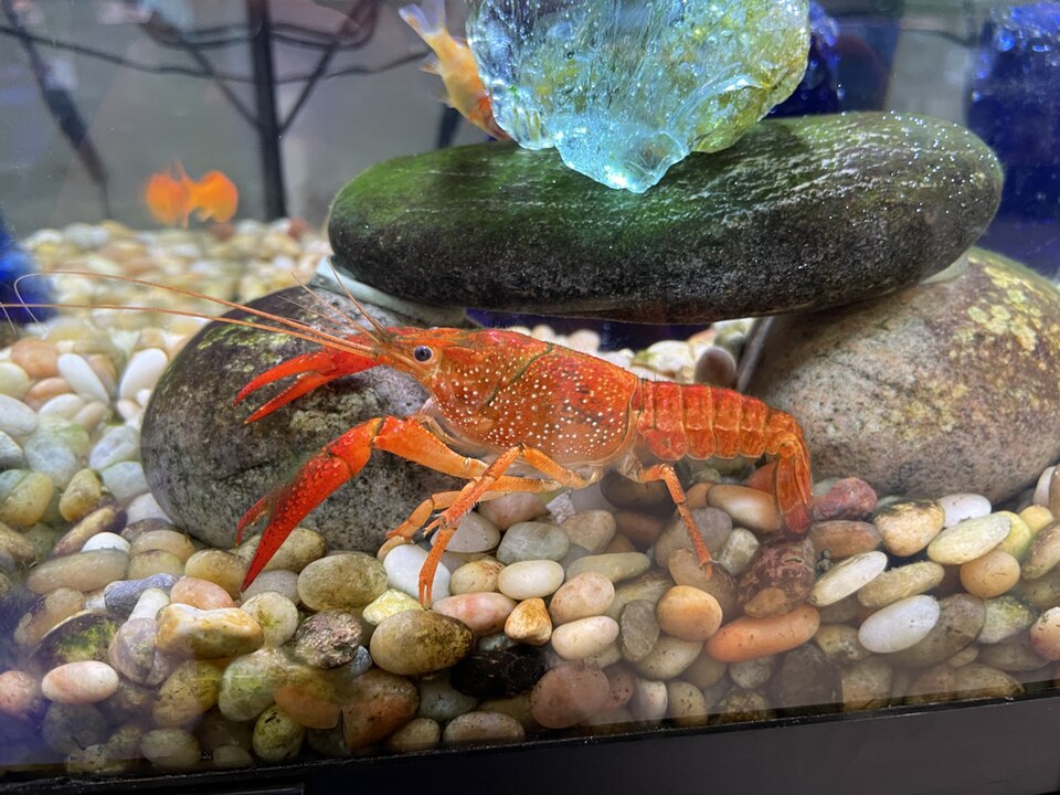 Red swamp crayfish