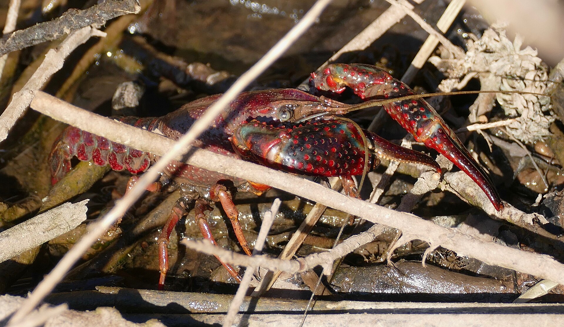 Red swamp crayfish