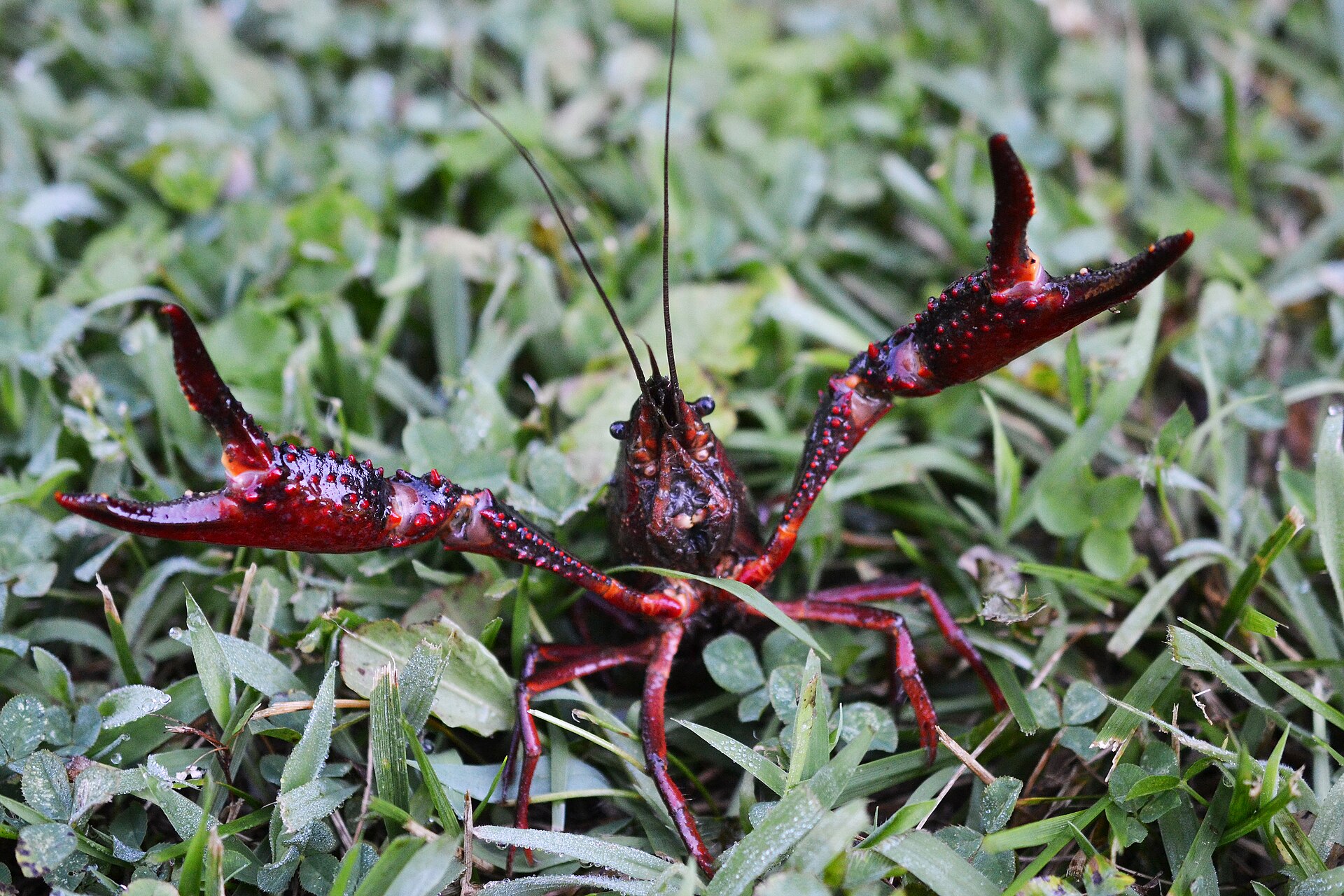 Red swamp crayfish