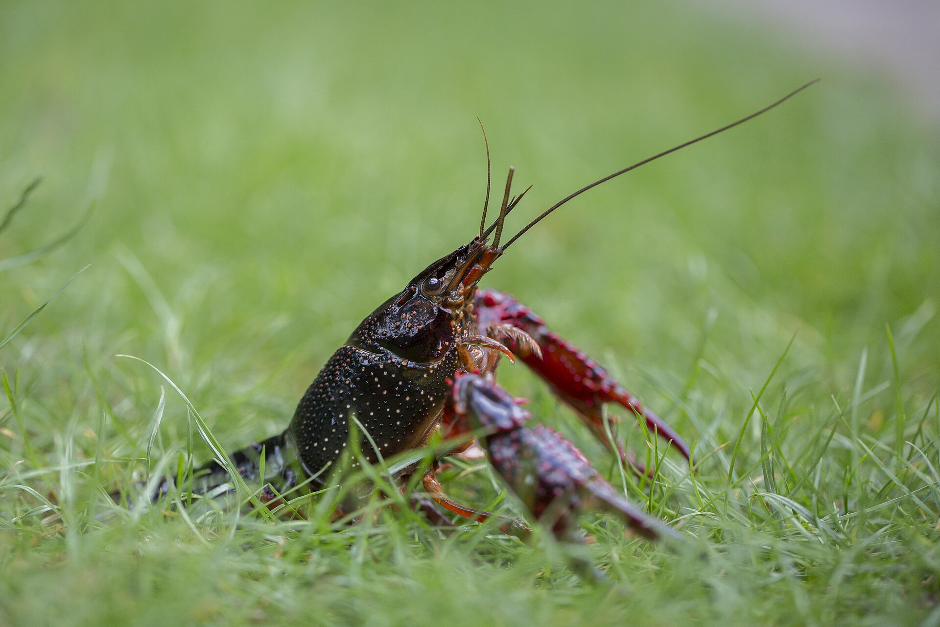 Red swamp crayfish