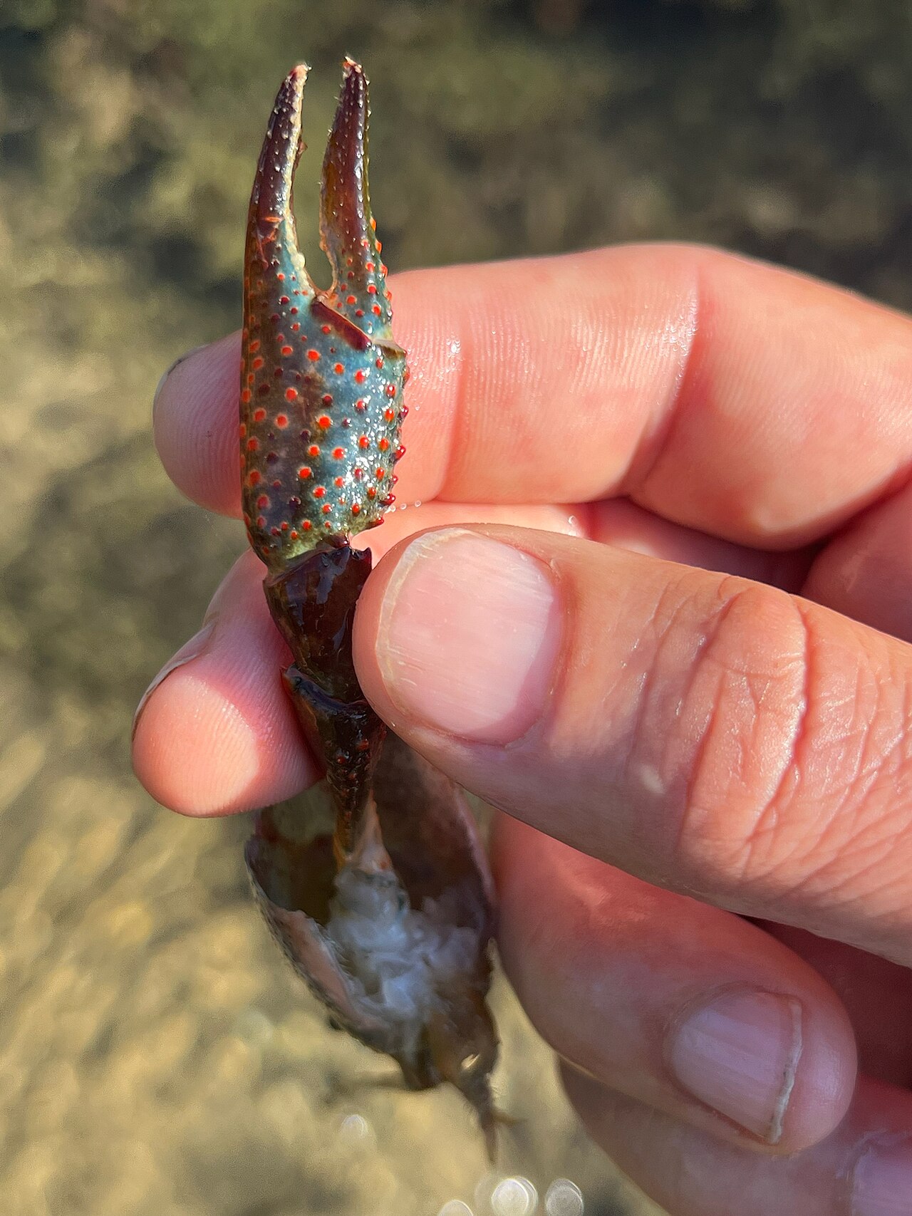 Red swamp crayfish