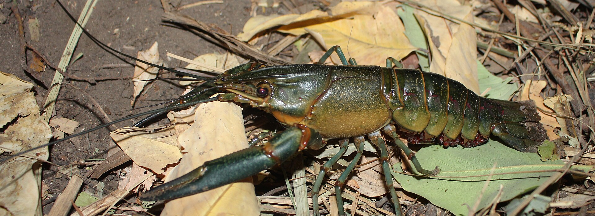 Redclaw crayfish